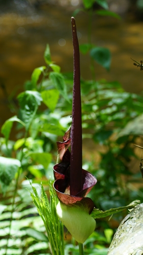 Liliopsida image