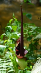 Amorphophallus angolensis image
