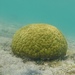 Mustard Hill Coral - Photo (c) cmbeck25, all rights reserved