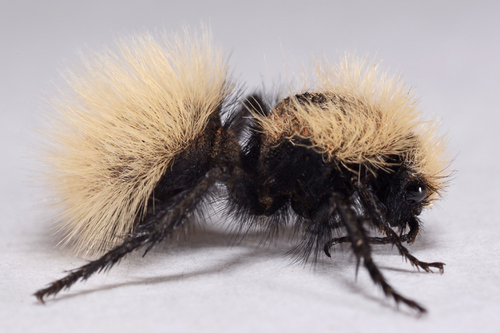 Sacken's Velvet Ant