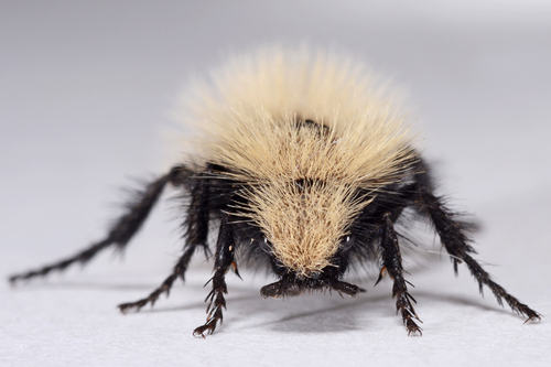 Sacken's Velvet Ant