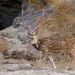 Chital - Photo (c) a1virginia, all rights reserved, uploaded by a1virginia