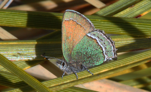 Sandia Hairstreak
