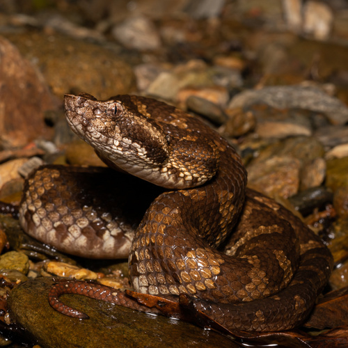 How to identify Ovophis okinavensis (Boulenger, 1892)
