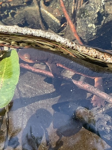 iNaturalist observation photo of Sierra Newt