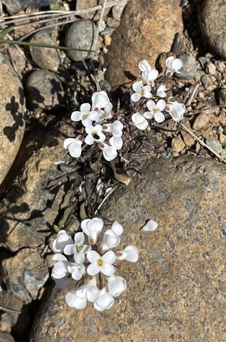 Noccaea fendleri ssp. siskiyouensis