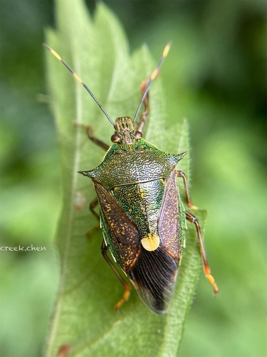 Eocanthecona formosa · iNaturalist