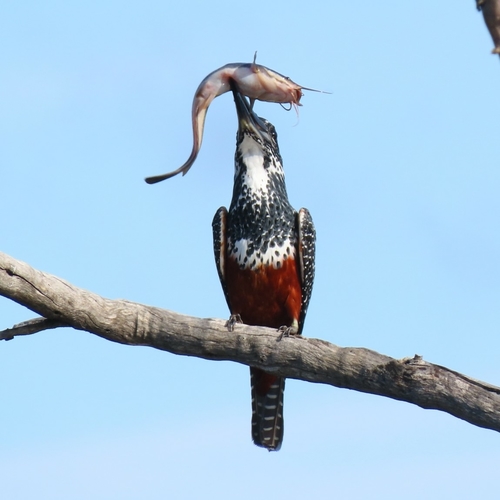 Giant Kingfisher