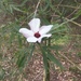 Hibiscus heterophyllus - Photo (c) tessharris01, kaikki oikeudet pidätetään
