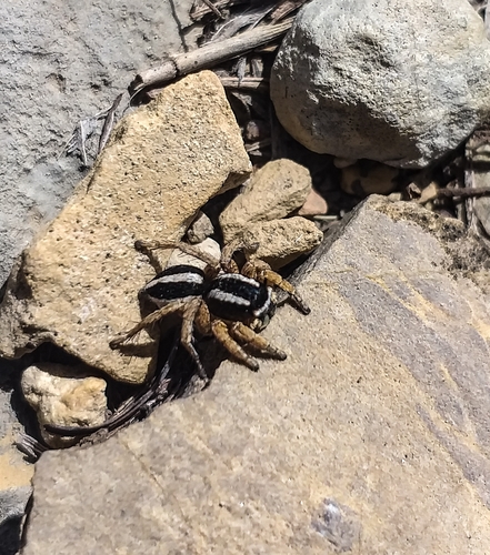 Phlegra dhakuriensis