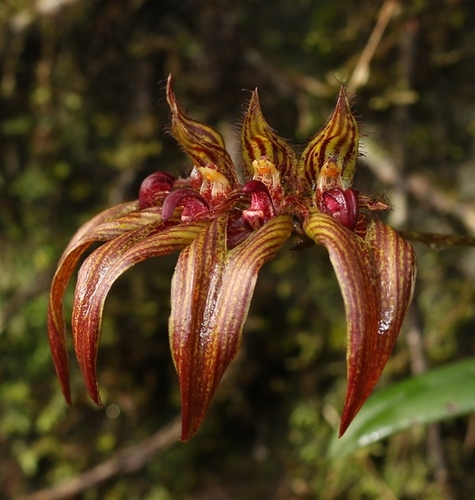 Bulbophyllum wightii