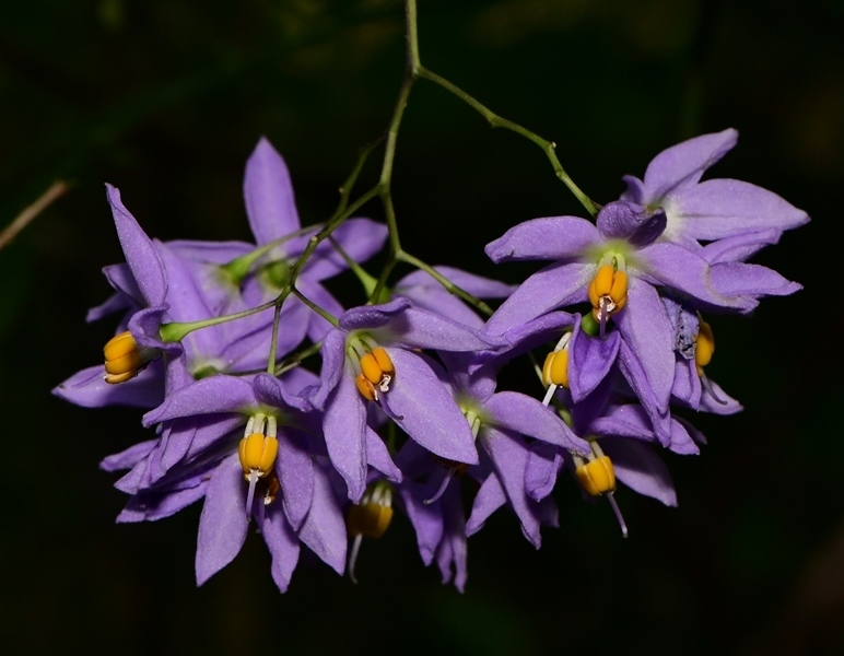 Solanum seaforthianum (Solanum seaforthianum)