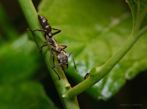 Hairy Panther Ant
