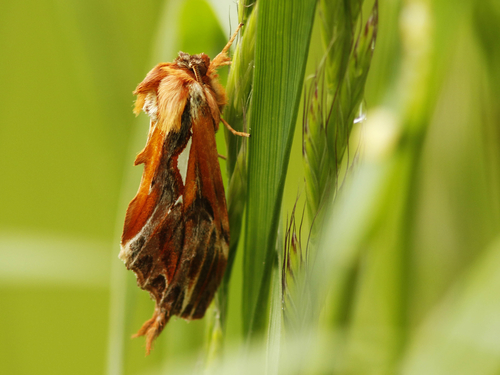 Spatalia decorata · iNaturalist