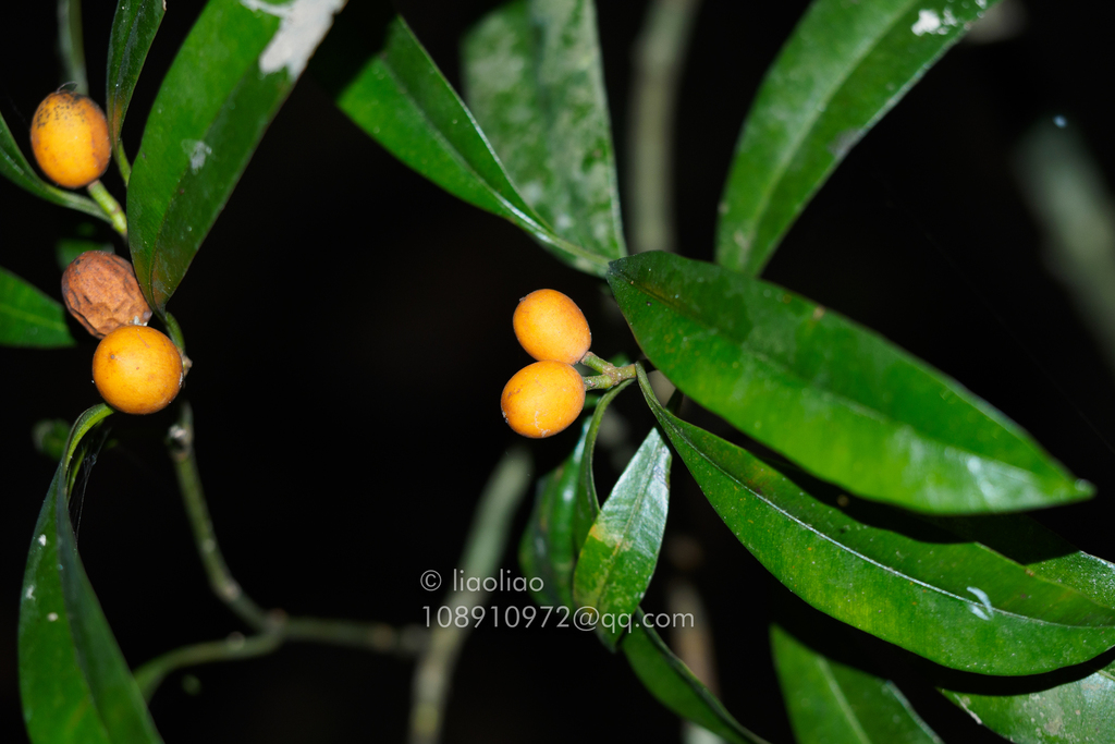 Calophyllum membranaceum (Calophyllum membranaceum)