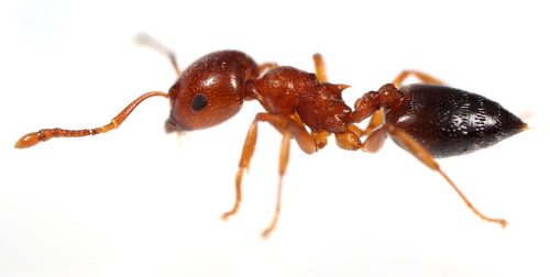 Crematogaster pinicola