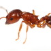 Pine Tree Acrobat Ant - Photo (c) Steven Wang, all rights reserved, uploaded by Steven Wang