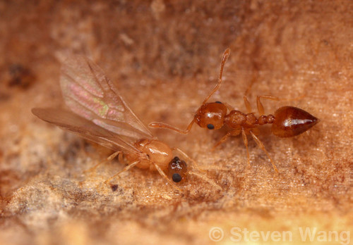 Crematogaster steinheili