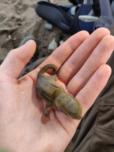 Congo Rope Squirrel