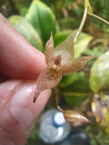 Lopezii Orchid
