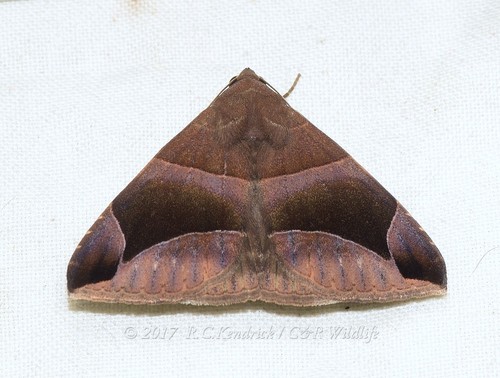 Bastilla maturescens