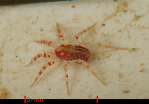 Erythracarus pyrrholeucus