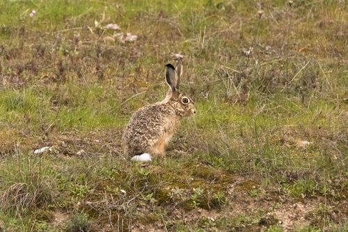 Granada Hare
