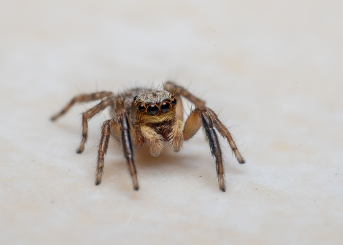 Pseudeuophrys vafra