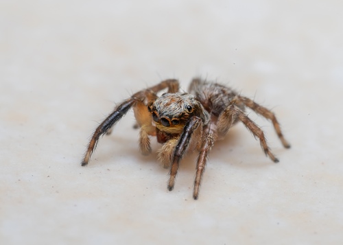 Pseudeuophrys vafra