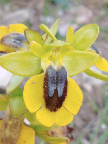 Yellow Bee-orchid