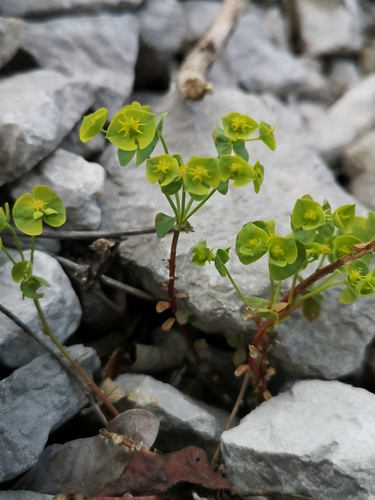 Euphorbia deflexa