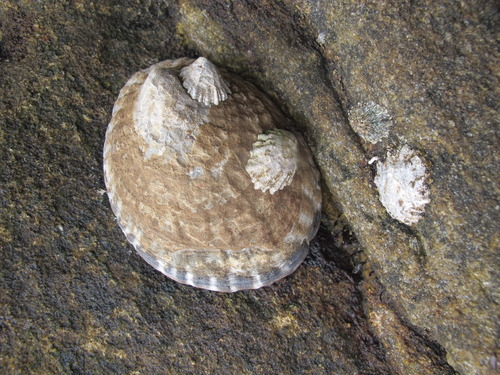 Owl Limpet
