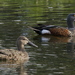 Dabbling Ducks - Photo (c) Steve Attwood, all rights reserved