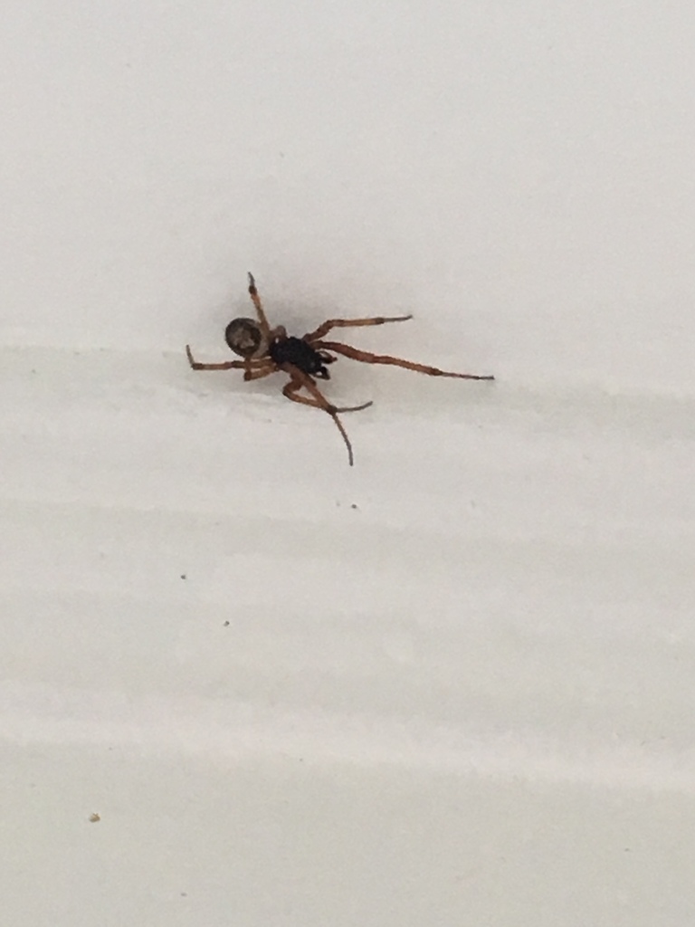Steatoda nobilis from 5110 Biloxi Ave, Los Angeles, CA, US on 2017년 11월 13일 (월) at 07:33 오전 by bridget_7 ·  iNaturalist... 