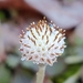 Antennaria solitaria - Photo (c) Jonathan Schnurr, כל הזכויות שמורות, הועלה על ידי Jonathan Schnurr