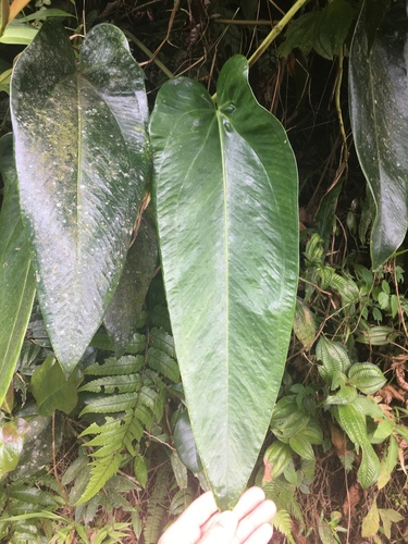 lengua de vaca (Anthurium dominicense)
