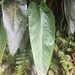 Anthurium dominicense - Photo (c) adonisdatura, todos los derechos reservados
