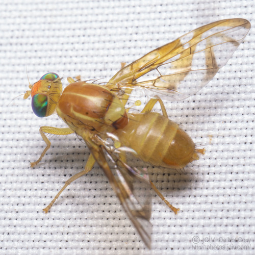 Anastrepha ludens (Loew, 1873)