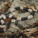 馬來環蛇 - Photo 由 Parinya Herp Pawangkhanant 所上傳的 (c) Parinya Herp Pawangkhanant，保留所有權利