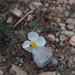 Helianthemum apenninum apenninum - Photo (c) Sofia Rossi, all rights reserved, uploaded by Sofia Rossi