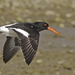 South Island Pied Oystercatcher - Photo (c) Steve Attwood, all rights reserved