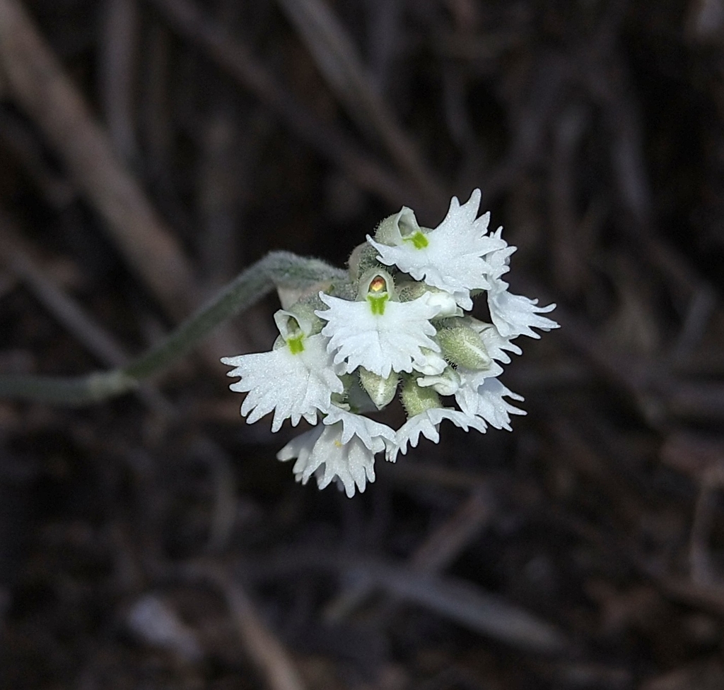 Cheirostylis chinensis (Cheirostylis chinensis)