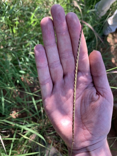 Enteropogon macrostachyus