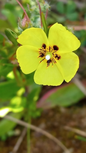 Tuberaria bupleurifolia