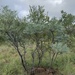 Elephantorrhiza burkei - Photo 由 Bernard Olivier 所上傳的 (c) Bernard Olivier，保留所有權利