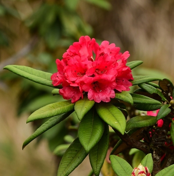 Rhododendron arboreum · Natusfera