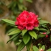 Tree Rhododendron - Photo (c) Nuwan Chathuranga, all rights reserved, uploaded by Nuwan Chathuranga