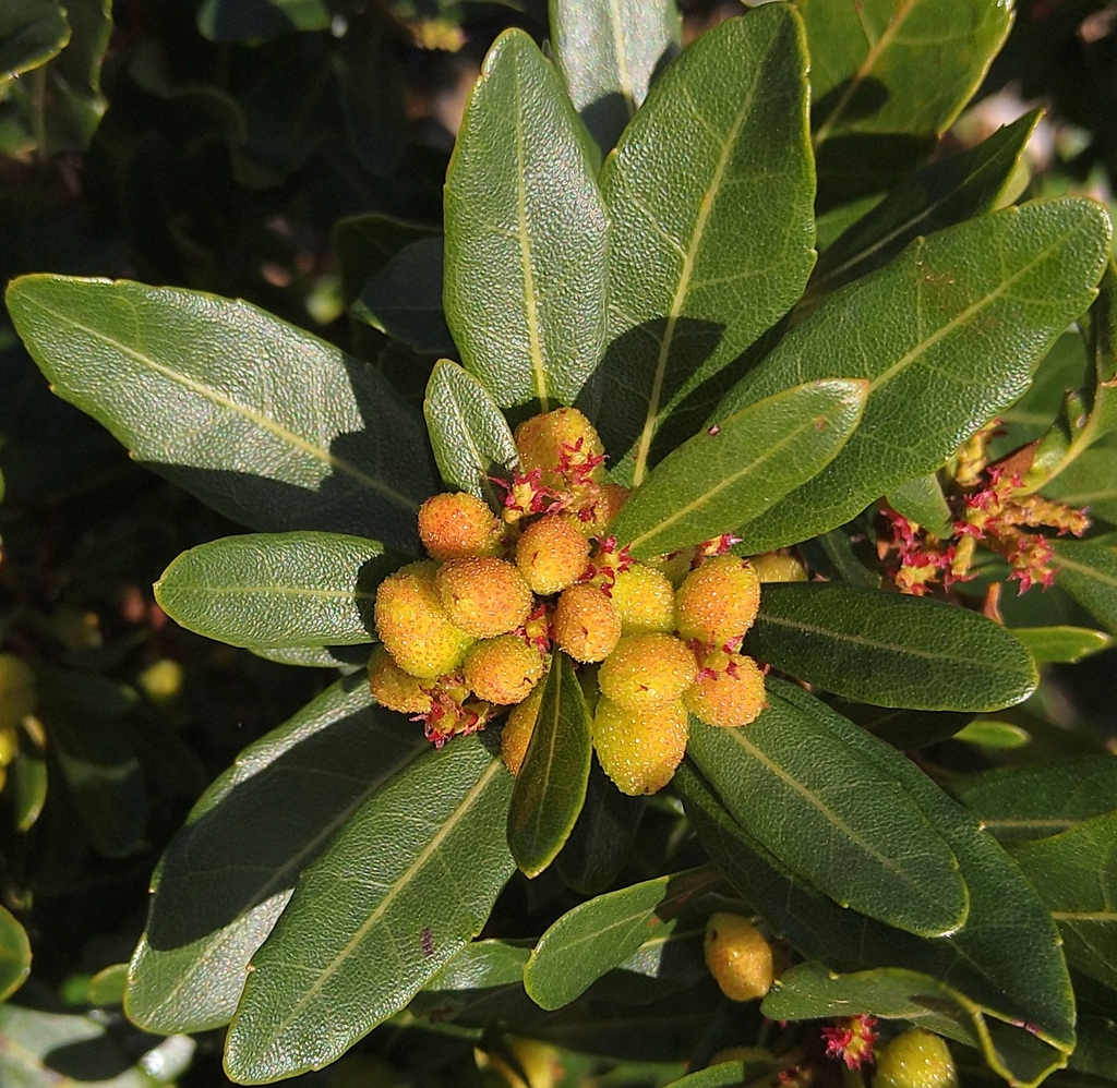 Morella adenophora (Morella adenophora)