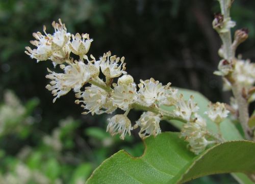 Croton nitens