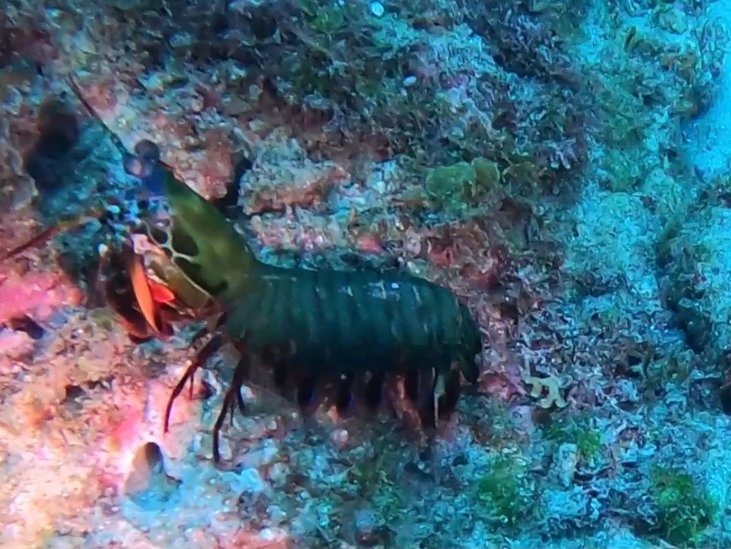 Peacock Mantis Shrimp